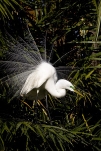 Great egret-1